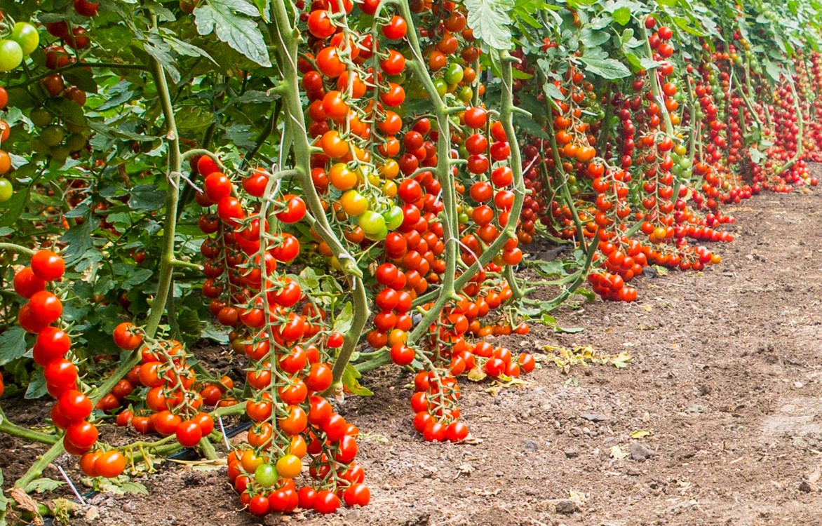 POMODORO DI PACHINO