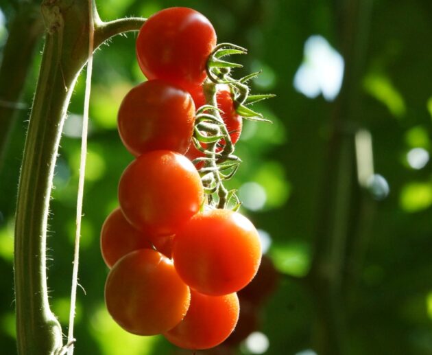 Pomodoro_ciliegino